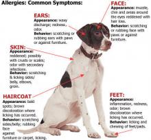 Pet allergies infographic