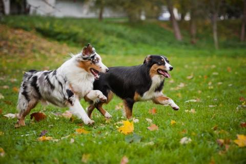 Fun Outdoor Activities for You and Your Dog - Vetstreet
